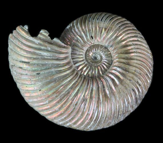 Iridescent Ammonite (Quenstedticeras) Fossil With Pyrite #78524